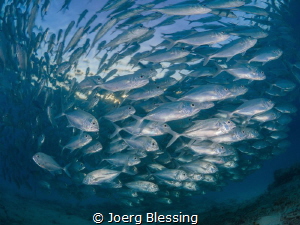 School of Bigeye Jackfish at sunset. by Joerg Blessing 